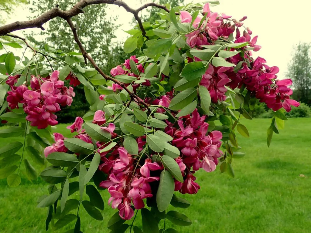 Acacia Casque Rouge